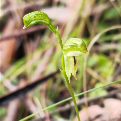 Pterostylis loganii (Logan's Tall Greenhood) at Monga, NSW - 20 Aug 2025 by Csteele4
