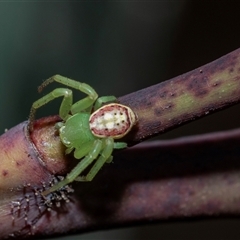 Lehtinelagia evanida (Pink Flower Spider) at Higgins, ACT - 20 Aug 2025 by AlisonMilton