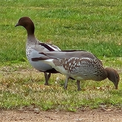 Chenonetta jubata (Australian Wood Duck) at Kambah, ACT - 20 Aug 2025 by MatthewFrawley