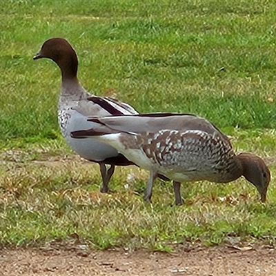 Chenonetta jubata (Australian Wood Duck) at Kambah, ACT - 20 Aug 2025 by MatthewFrawley
