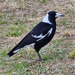 Gymnorhina tibicen (Australian Magpie) at Kambah, ACT - 20 Aug 2025 by MatthewFrawley