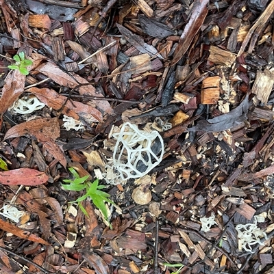 Unverified Plant at  - suppressed by hifnfan