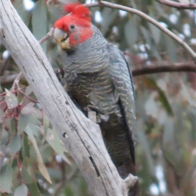 Callocephalon fimbriatum (Gang-gang Cockatoo) at Aranda, ACT - 20 Aug 2025 by lbradley