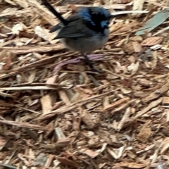 Malurus cyaneus (Superb Fairywren) at Acton, ACT - 20 Aug 2025 by lbradley