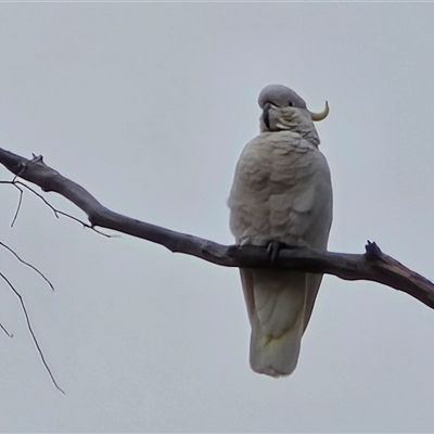 Cacatua galerita (Sulphur-crested Cockatoo) at O'Malley, ACT - 20 Aug 2025 by Mike
