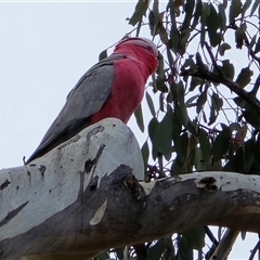 Eolophus roseicapilla (Galah) at O'Malley, ACT - 20 Aug 2025 by Mike