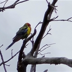 Platycercus eximius (Eastern Rosella) at O'Malley, ACT - 20 Aug 2025 by Mike