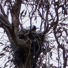Gymnorhina tibicen (Australian Magpie) at O'Malley, ACT - 20 Aug 2025 by Mike