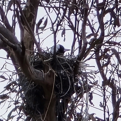 Gymnorhina tibicen (Australian Magpie) at O'Malley, ACT - 20 Aug 2025 by Mike