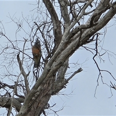 Callocephalon fimbriatum (Gang-gang Cockatoo) at O'Malley, ACT - 20 Aug 2025 by Mike