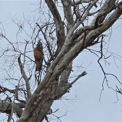 Callocephalon fimbriatum (Gang-gang Cockatoo) at O'Malley, ACT - 20 Aug 2025 by Mike