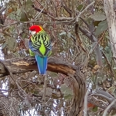 Platycercus eximius (Eastern Rosella) at O'Malley, ACT - 20 Aug 2025 by Mike