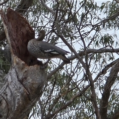 Chenonetta jubata (Australian Wood Duck) at O'Malley, ACT - 20 Aug 2025 by Mike