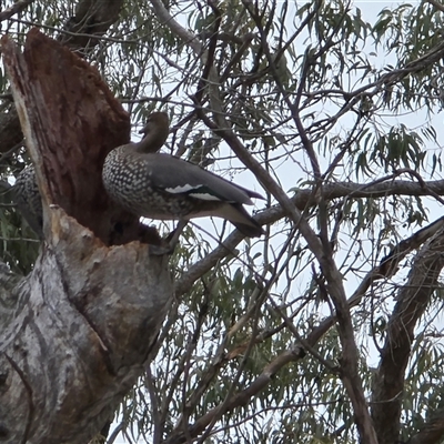 Chenonetta jubata (Australian Wood Duck) at O'Malley, ACT - 20 Aug 2025 by Mike