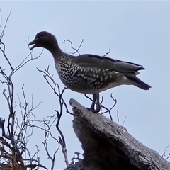 Chenonetta jubata (Australian Wood Duck) at O'Malley, ACT - 20 Aug 2025 by Mike