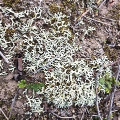 Unverified Lichen at O'Malley, ACT - 20 Aug 2025 by Mike