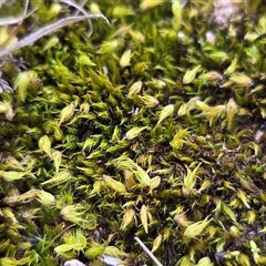 Unverified Moss, Liverwort or Hornwort at O'Malley, ACT - 20 Aug 2025 by Mike