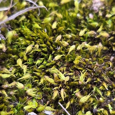 Unverified Moss, Liverwort or Hornwort at O'Malley, ACT - 20 Aug 2025 by Mike