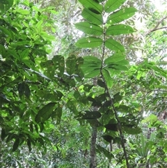 Mischocarpus grandissimus at Syndicate, QLD - 20 Nov 2015 by JasonPStewart