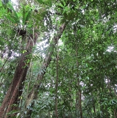 Mischocarpus grandissimus at Syndicate, QLD - 25 Aug 2022 by JasonPStewart