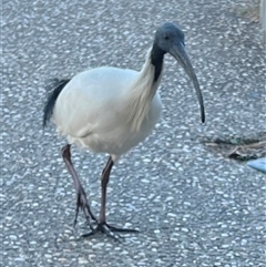 Threskiornis molucca (Australian White Ibis) at Bogangar, NSW - 5 Aug 2025 by AndyRussell