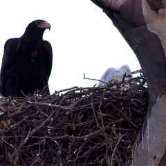 Aquila audax (Wedge-tailed Eagle) at Tharwa, ACT - 18 Aug 2025 by jb2602