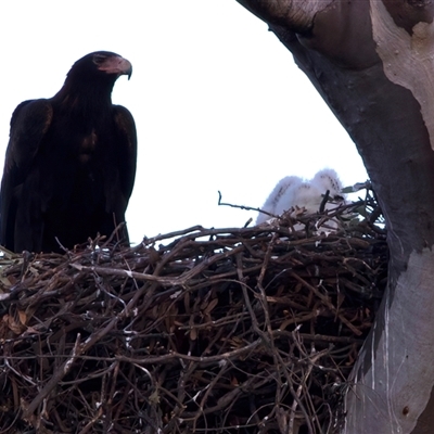 Aquila audax (Wedge-tailed Eagle) at Tharwa, ACT - 18 Aug 2025 by jb2602