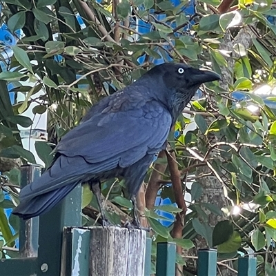 Corvus orru (Torresian Crow) at Hastings Point, NSW - 7 Aug 2025 by AndyRussell