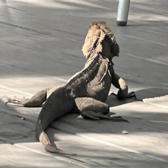 Intellagama lesueurii (Australian Water Dragon) at Hastings Point, NSW - 7 Aug 2025 by AndyRussell