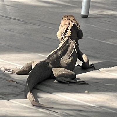 Intellagama lesueurii (Australian Water Dragon) at Hastings Point, NSW - 7 Aug 2025 by AndyRussell