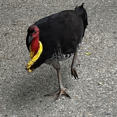 Alectura lathami (Australian Brush-turkey) at Pottsville, NSW - 4 Aug 2025 by AndyRussell