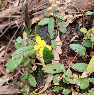 Hibbertia dentata at Upper Lansdowne, NSW - 14 Aug 2025 by Purschy
