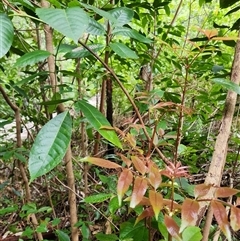 Ackama paniculosa at Upper Lansdowne, NSW - 14 Aug 2025 by Purschy