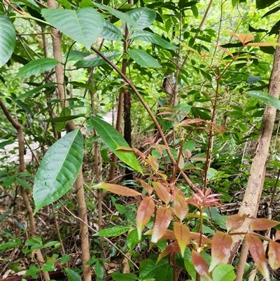 Ackama paniculosa at Upper Lansdowne, NSW - 14 Aug 2025 by Purschy