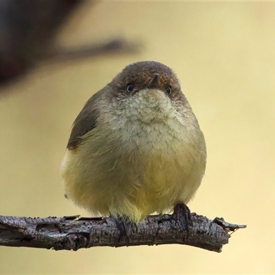 Acanthiza reguloides (Buff-rumped Thornbill) at Ainslie, ACT - 16 Aug 2025 by jb2602