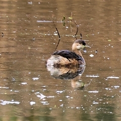 Tachybaptus novaehollandiae (Australasian Grebe) at Splitters Creek, NSW - 15 Aug 2025 by KylieWaldon