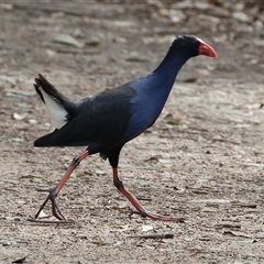 Porphyrio melanotus (Australasian Swamphen) at Splitters Creek, NSW - 15 Aug 2025 by KylieWaldon