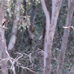 Anas gracilis (Grey Teal) at Splitters Creek, NSW - 15 Aug 2025 by KylieWaldon