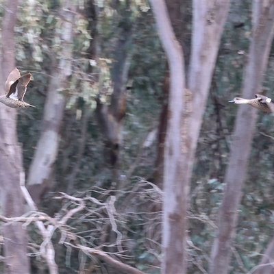 Anas gracilis (Grey Teal) at Splitters Creek, NSW - 15 Aug 2025 by KylieWaldon