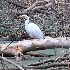 Ardea alba (Great Egret) at Splitters Creek, NSW - 15 Aug 2025 by KylieWaldon