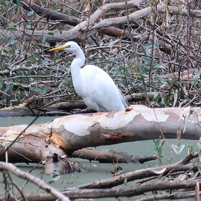 Ardea alba (Great Egret) at Splitters Creek, NSW - 15 Aug 2025 by KylieWaldon