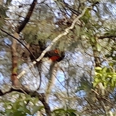 Calyptorhynchus lathami lathami (Glossy Black-Cockatoo) at Currowan, NSW - 20 Aug 2025 by UserCqoIFqhZ