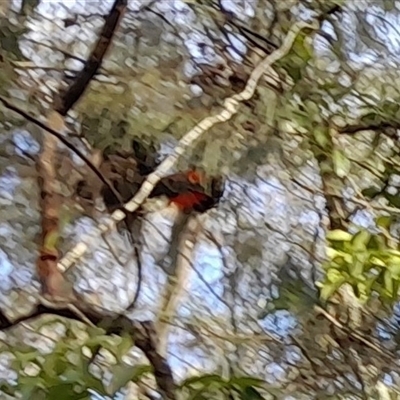 Calyptorhynchus lathami lathami (Glossy Black-Cockatoo) at Currowan, NSW - 20 Aug 2025 by UserCqoIFqhZ