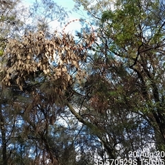 Calyptorhynchus lathami lathami at Currowan, NSW - suppressed