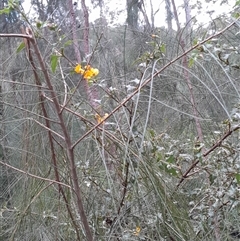 Podolobium ilicifolium (prickly shaggy-pea) at Currowan, NSW - 17 Aug 2025 by UserCqoIFqhZ