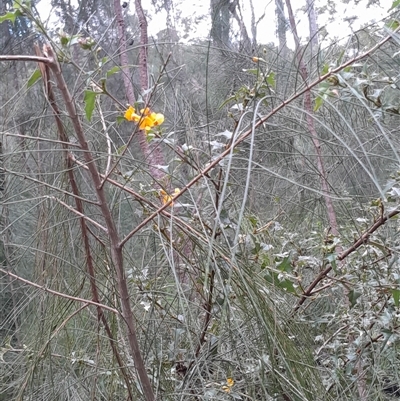 Podolobium ilicifolium (prickly shaggy-pea) at Currowan, NSW - 17 Aug 2025 by UserCqoIFqhZ