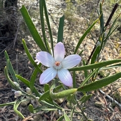Eriostemon australasius (Pink Wax Flower) at Wattle Ridge, NSW - 13 Aug 2025 by Span102