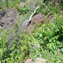 Unverified Plant at Rockleigh, SA - 20 Aug 2025 by RH