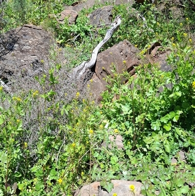 Unverified Plant at Rockleigh, SA - 20 Aug 2025 by RH