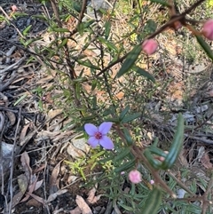 Boronia ledifolia (Ledum Boronia) at Hill Top, NSW - 6 Aug 2025 by Span102